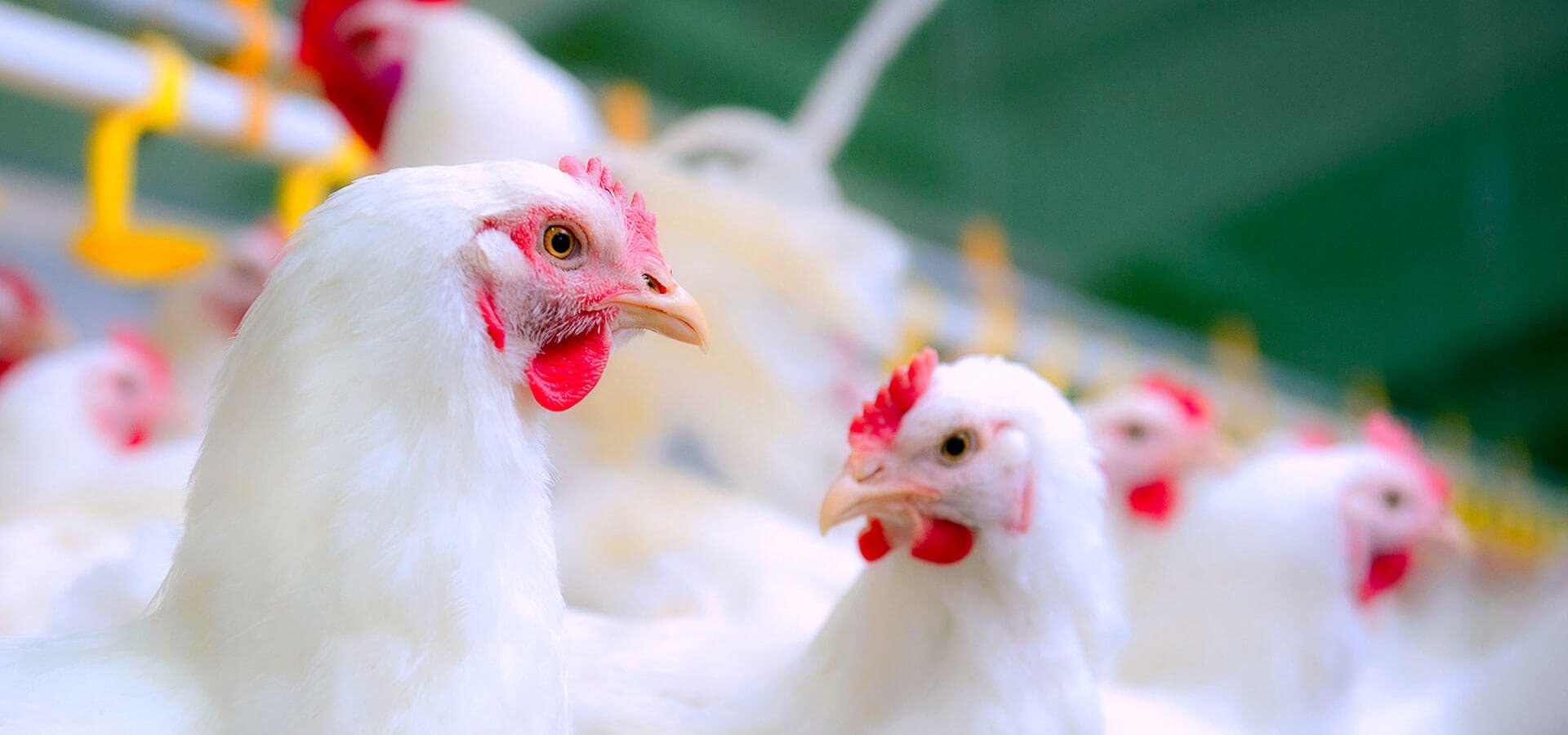 Poultry Feed Supplement Manufacturers