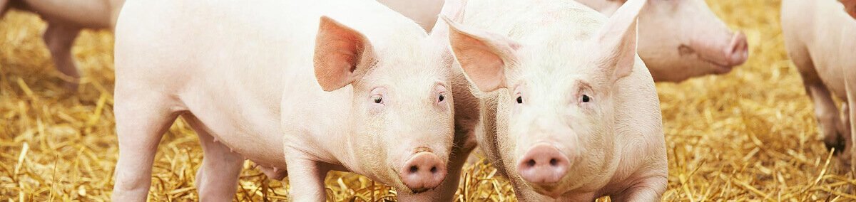 Swine feed supplements manufacturers in Vijayawada