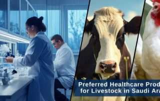 Livestock in Saudi Arabia