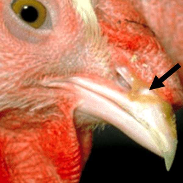 Infectious Coryza in Poultry - Chickens - PVS Labs